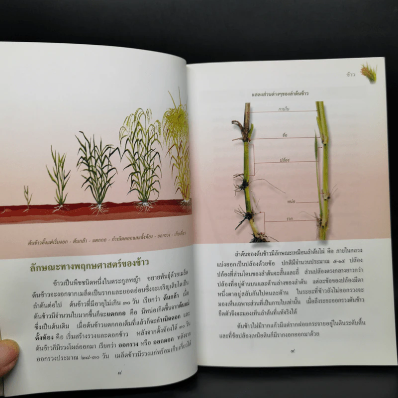 สารานุกรมไทยสำหรับเยาวชน ฉบับเสริมการเรียนรู้ เล่ม 16 รูปที่ 11