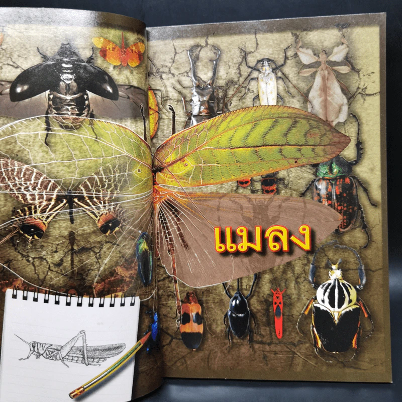 สารานุกรมไทยสำหรับเยาวชน ฉบับเสริมการเรียนรู้ เล่ม 17 รูปที่ 10