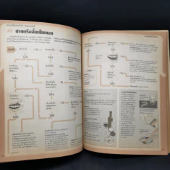 คู่มือสุขภาพประจำบ้าน เพื่อวินิจฉัยโรคภัยด้วยตนเองก่อนพบแพทย์ - MK รูปที่ 13