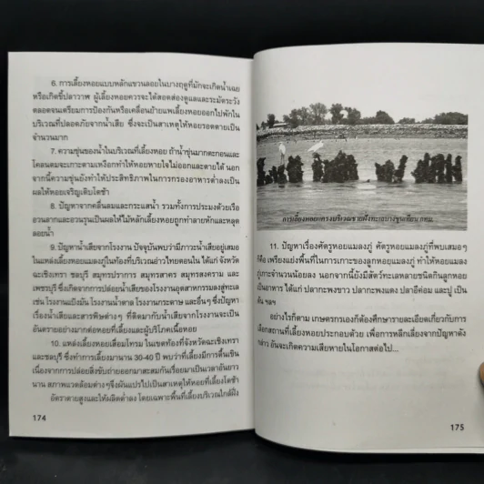 การเพาะเลี้ยงหอยเศรษฐกิจ รูปที่ 11