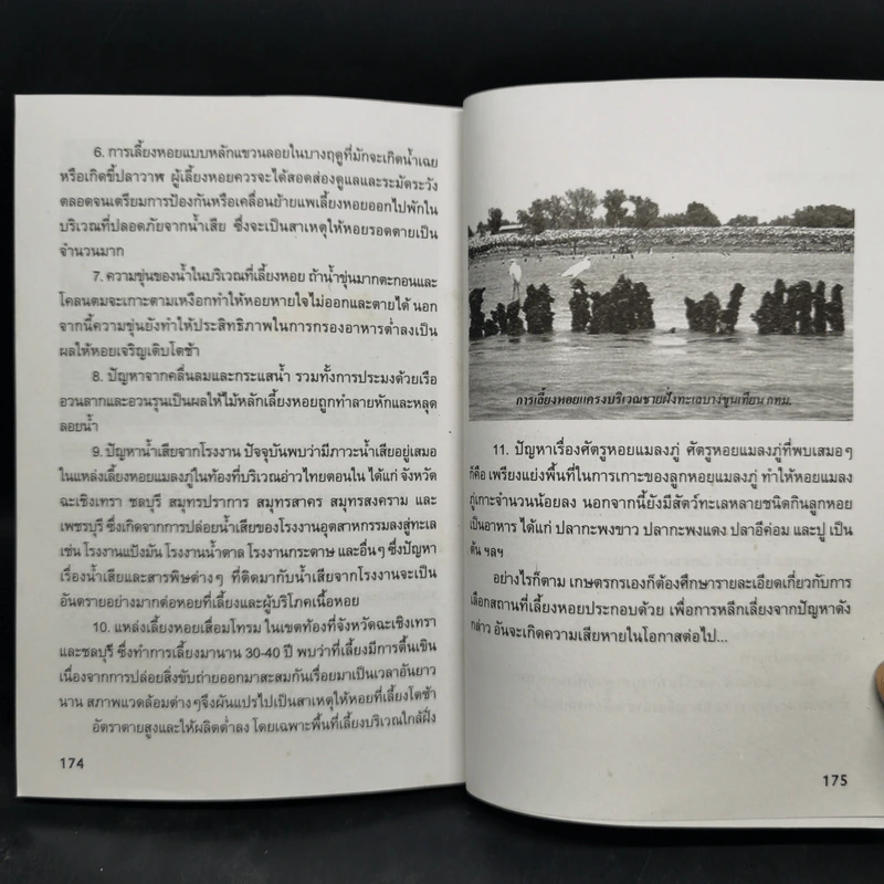 การเพาะเลี้ยงหอยเศรษฐกิจ รูปที่ 11