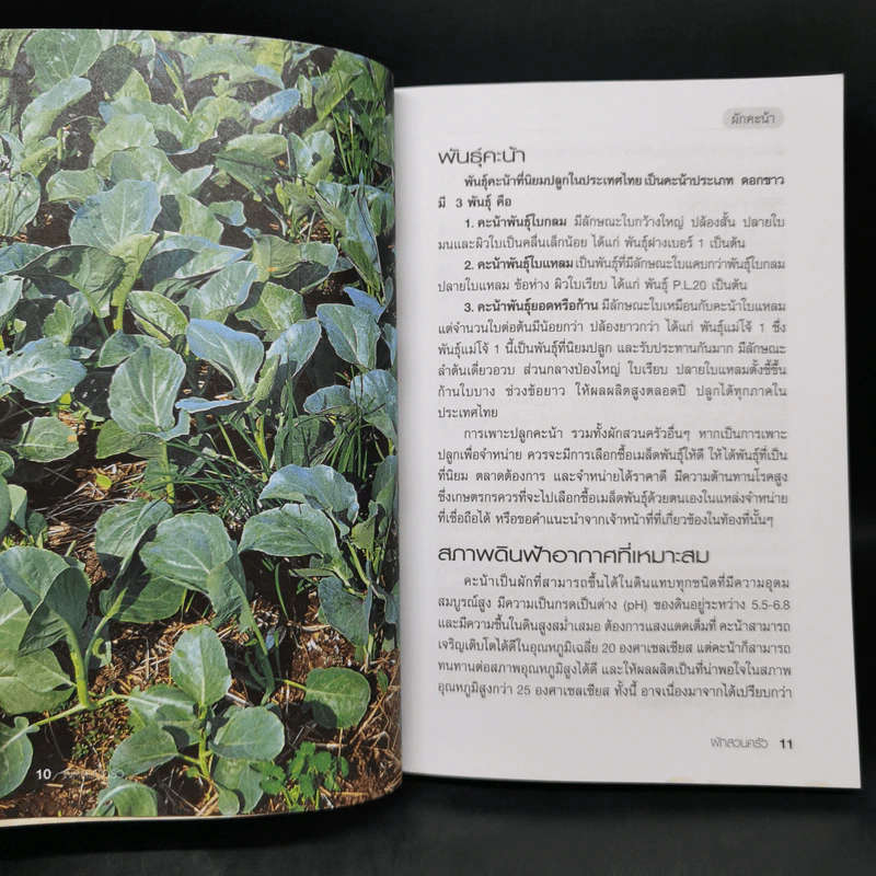 ผักสวนครัว - ศรานนท์ เจริญสุข รูปที่ 11