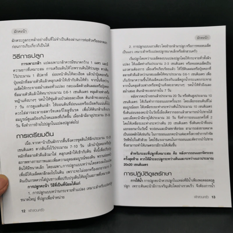 ผักสวนครัว - ศรานนท์ เจริญสุข รูปที่ 12
