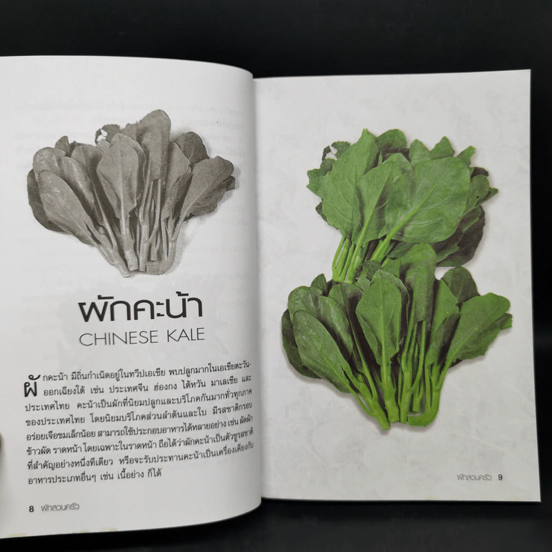 ผักสวนครัว - ศรานนท์ เจริญสุข รูปที่ 10
