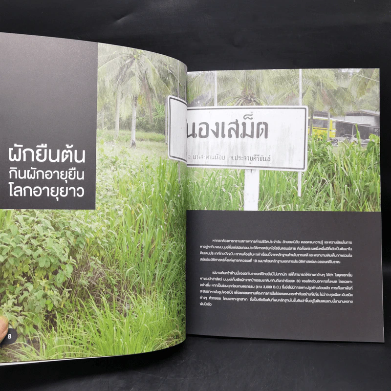 ผักยืนต้น กินผักอายุยืน โลกอายุยาว - กฤช เหลือลมัย รูปที่ 11