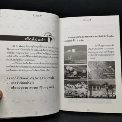 เพาะเห็ดกินได้ ทำขายรวย - สมาคมนักวิจัยและเพาะเห็ดแห่งประเทศไทย รูปที่ 9