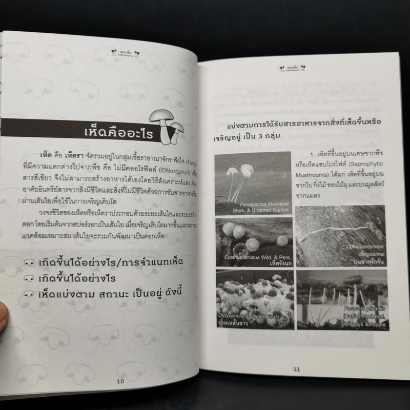 เพาะเห็ดกินได้ ทำขายรวย - สมาคมนักวิจัยและเพาะเห็ดแห่งประเทศไทย รูปที่ 9