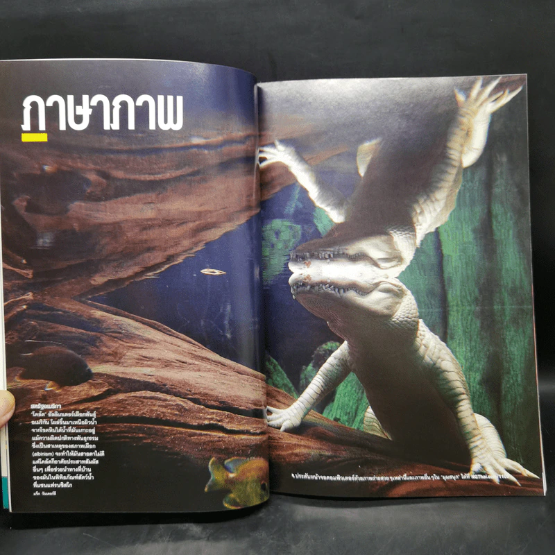 National Geographic ฉบับที่ 122 ก.ย.2554 ใครๆก็บินได้ รูปที่ 11