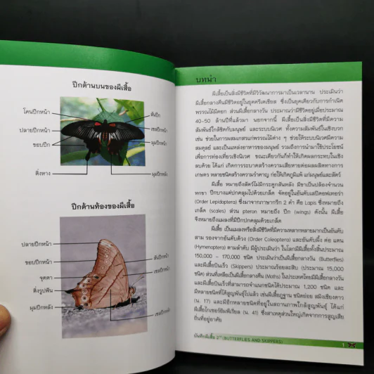 บันทึกผีเสื้อ 2 Butterflies and Skippers รูปที่ 10