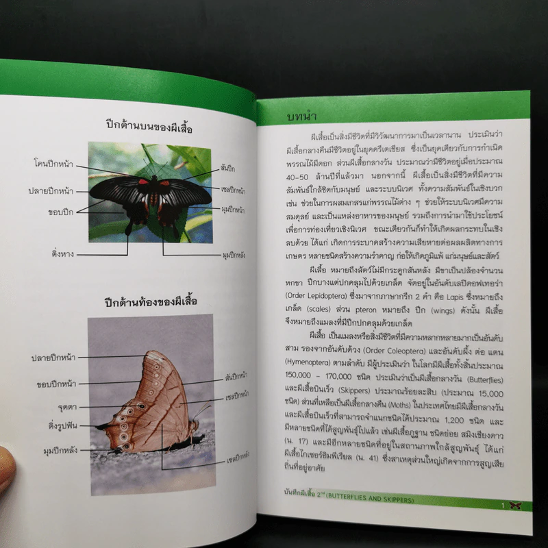 บันทึกผีเสื้อ 2 Butterflies and Skippers รูปที่ 10