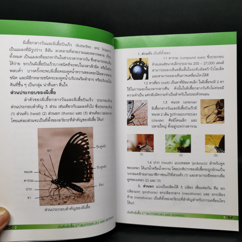บันทึกผีเสื้อ 2 Butterflies and Skippers รูปที่ 11
