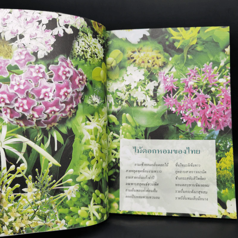สารานุกรมไทยสำหรับเยาวชน  ฉบับเสริมการเรียนรู้ เล่ม 1 ไม้ดอกหอมของไทย, ไม้ในวรรณคดีไทย, สมุนไพร รูปที่ 6