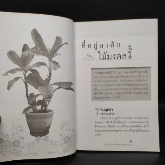 ปลูกไม้มงคล จัดสวนโชคลาภ - พุดตาน รูปที่ 7