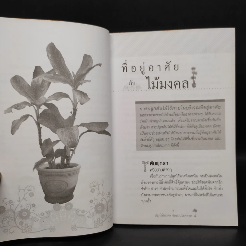 ปลูกไม้มงคล จัดสวนโชคลาภ - พุดตาน รูปที่ 7