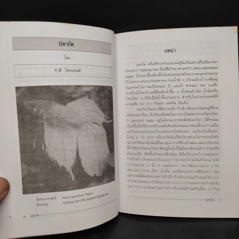 ปลากัด The Siamese Fighting Fish - ชาติ ไชยณรงค์ รูปที่ 6