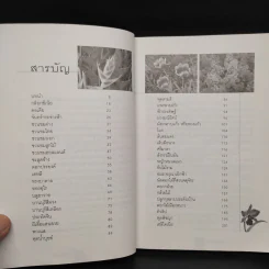 ดอกไม้น่าปลูก - ดวงแก้ว ศรีลักษณ์ รูปที่ 6