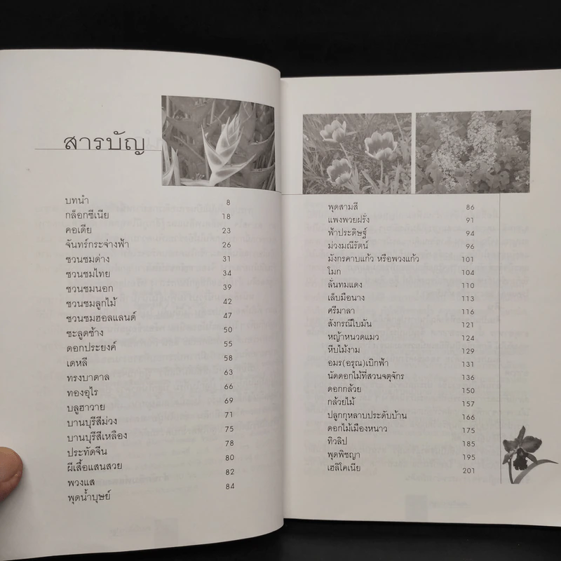 ดอกไม้น่าปลูก - ดวงแก้ว ศรีลักษณ์ รูปที่ 6