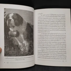 เซนต์ เบอร์นาร์ด Saint Bernard - ราเชนทร์ ชมภูมิ่ง รูปที่ 6