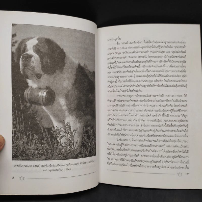 เซนต์ เบอร์นาร์ด Saint Bernard - ราเชนทร์ ชมภูมิ่ง รูปที่ 6