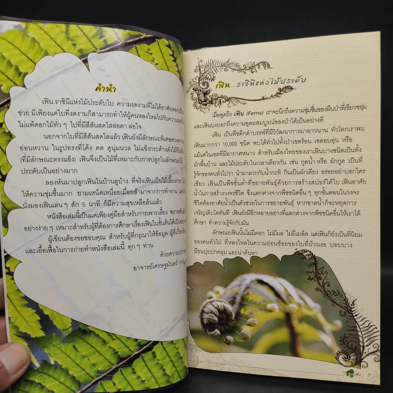 ร้อยพรรณพฤกษา เฟิน 1 Ferns - อาจารย์เศรษฐมันตร์ กาญจนกุล รูปที่ 6