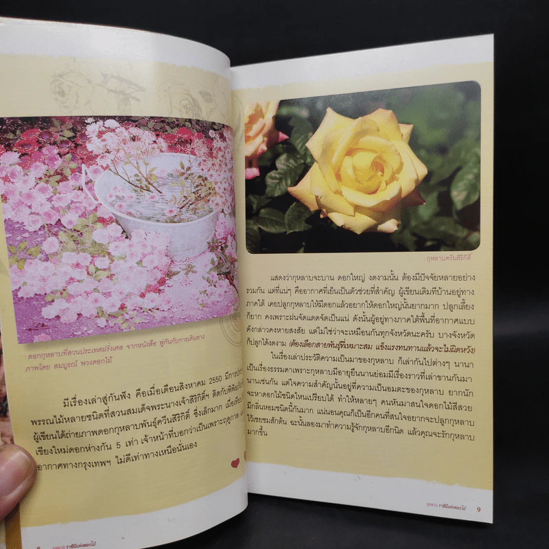 ร้อยพรรณพฤกษา กุหลาบราชินีแห่งดอกไม้ 1 - เศรษฐมันตร์ กาญจนกุล รูปที่ 5