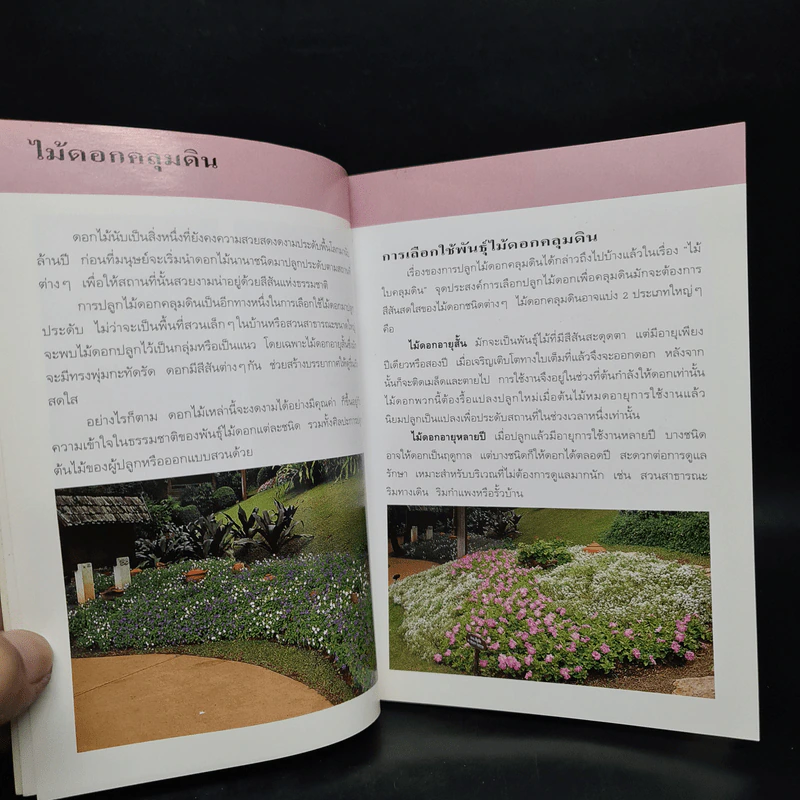 คู่มือคนรักต้นไม้ ไม้ดอกคลุมดิน - ปัทมา แซ่ลี้ รูปที่ 6