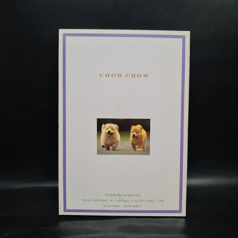 การเลี้ยงสุนัข Chow Chow เชาว์ เชาว์ - เหมันต์ เกียรติเมฆินทร์ รูปที่ 2