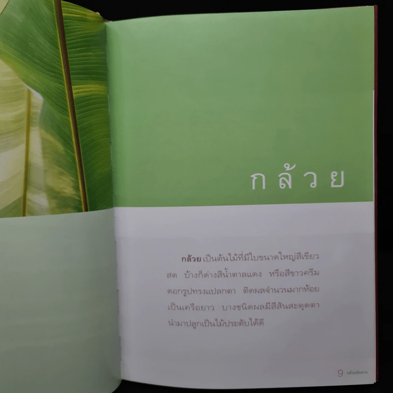 กล้วยจัดสวน - เฉลิมศักดิ์ บุญทวี รูปที่ 7