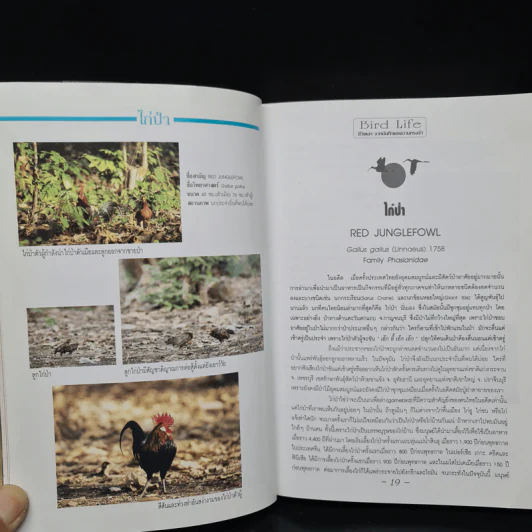 ชีวิตนก จากบันทึกและความทรงจำ Bird Life From Records & Remembrance Vol.1 - สุธี ศุภรัฐวิกร รูปที่ 8