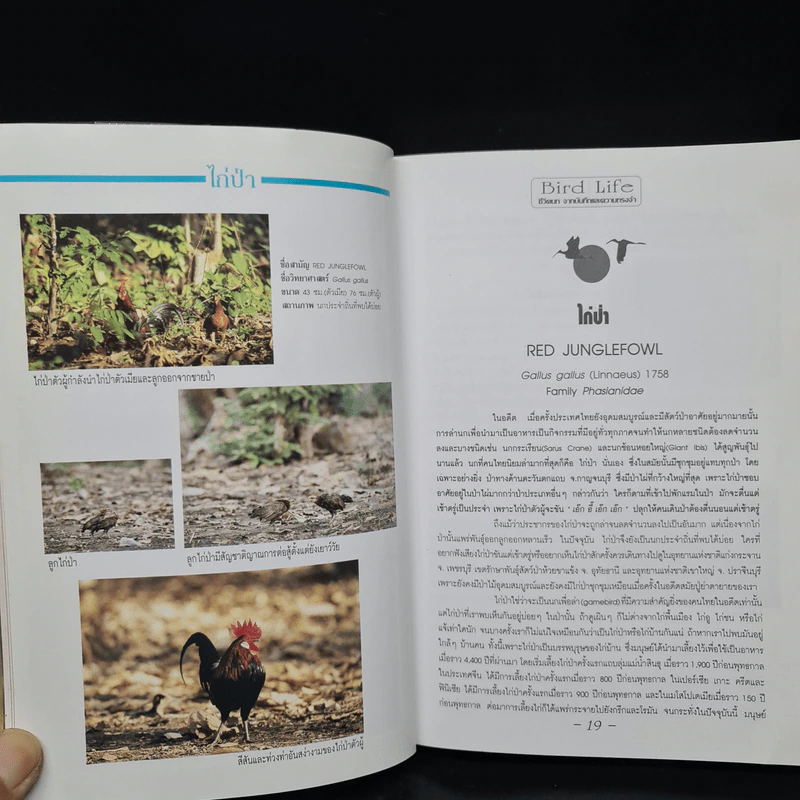 ชีวิตนก จากบันทึกและความทรงจำ Bird Life From Records & Remembrance Vol.1 - สุธี ศุภรัฐวิกร รูปที่ 8