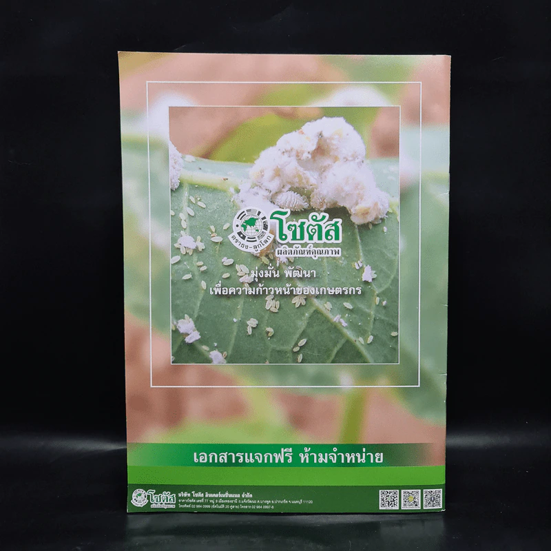 เพลี้ยแป้ง - โซตัส อินเตอร์เนชั่นแนล รูปที่ 2