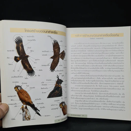 คู่มือเหยี่ยวและนกอินทรี A Photographic Guide to the Raptors of Thailand รูปที่ 9