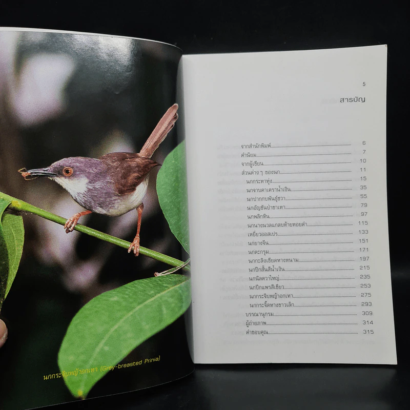 นกไทยในบันทึกและความทรงจำ 3 - สุธี ศุภรัฐวิกร รูปที่ 6