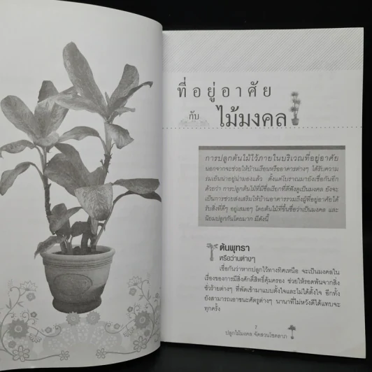 ปลูกไม้มงคล จัดสวนโชคลาภ - พุดตาน รูปที่ 7