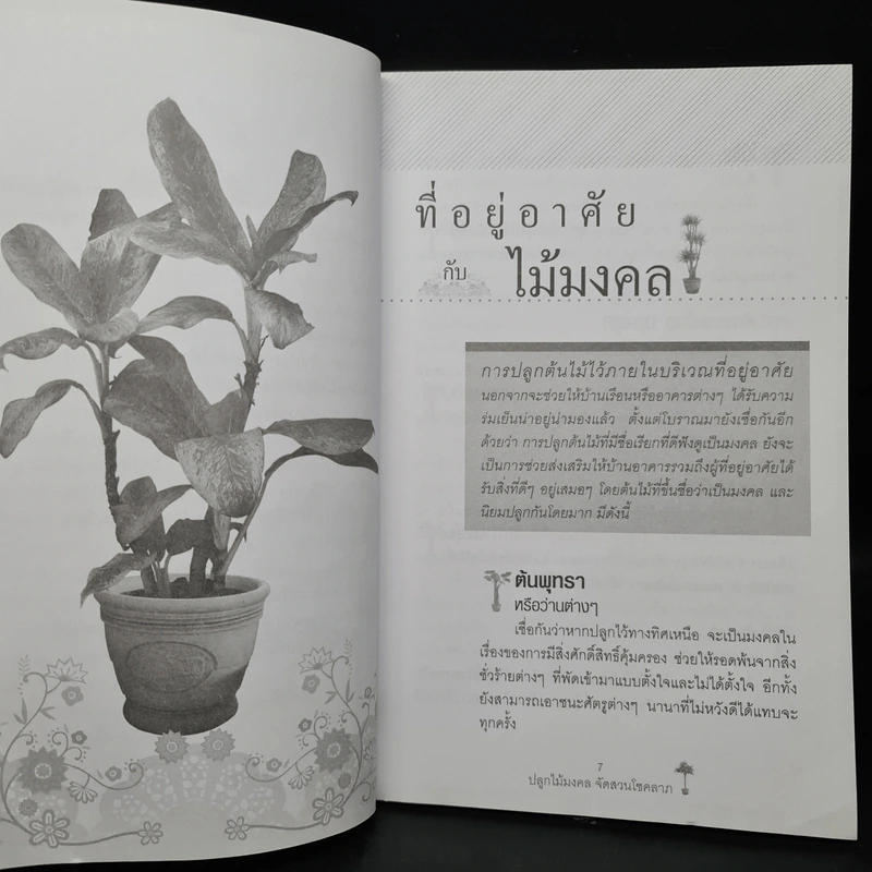 ปลูกไม้มงคล จัดสวนโชคลาภ - พุดตาน รูปที่ 7