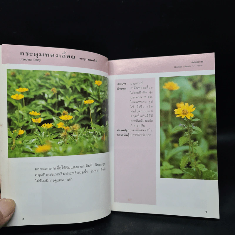 คู่มือคนรักต้นไม้ ไม้ดอกคลุมดิน - ปัทมา แซ่ลี้ รูปที่ 7