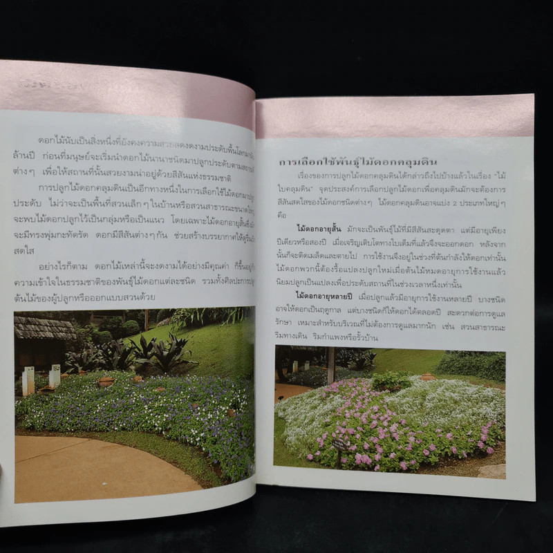 คู่มือคนรักต้นไม้ ไม้ดอกคลุมดิน - ปัทมา แซ่ลี้ รูปที่ 6
