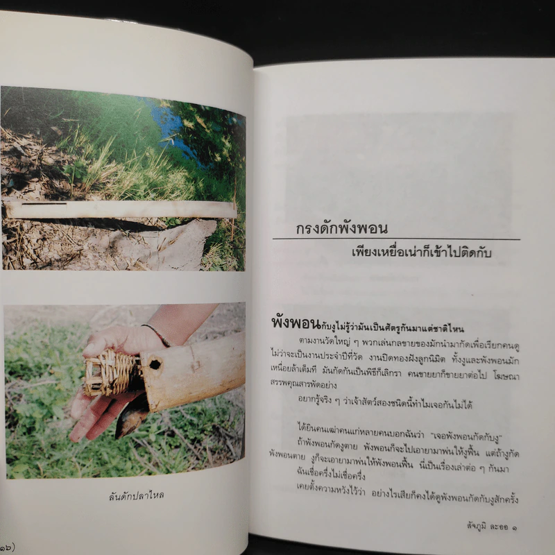 พรานทุ่ง - สัจภูมิ ละออ รูปที่ 8