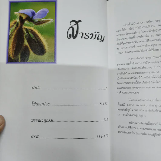 ไม้ดอกม่วง - วงศ์สถิตย์ ฉั่วกุล รูปที่ 8