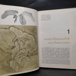 นก - หนังสือชุดธรรมชาติของไลฟ์ รูปที่ 6