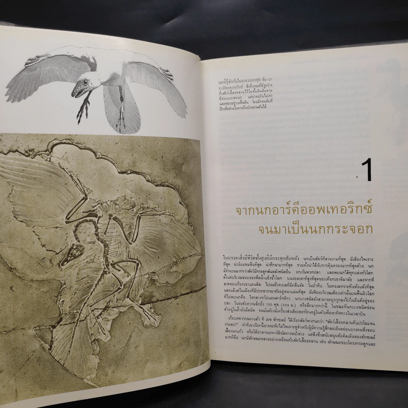 นก - หนังสือชุดธรรมชาติของไลฟ์ รูปที่ 6