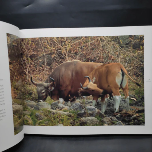 Box Set Wild Rivers - Ptt รูปที่ 11
