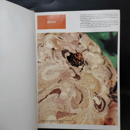 Insects - The Children's Treasury of Knowledge รูปที่ 6
