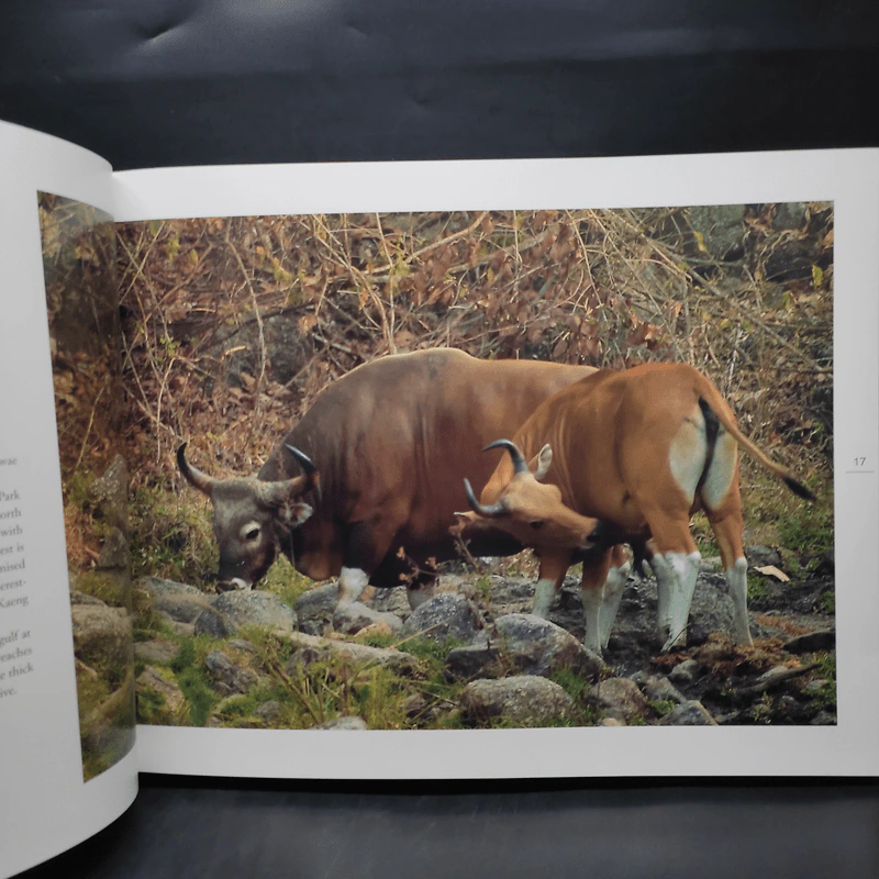 Box Set Wild Rivers - Ptt รูปที่ 11
