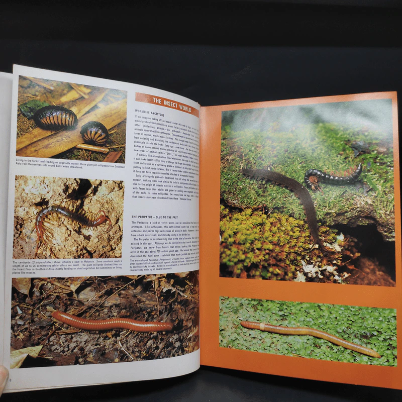 Insects - The Children's Treasury of Knowledge รูปที่ 7