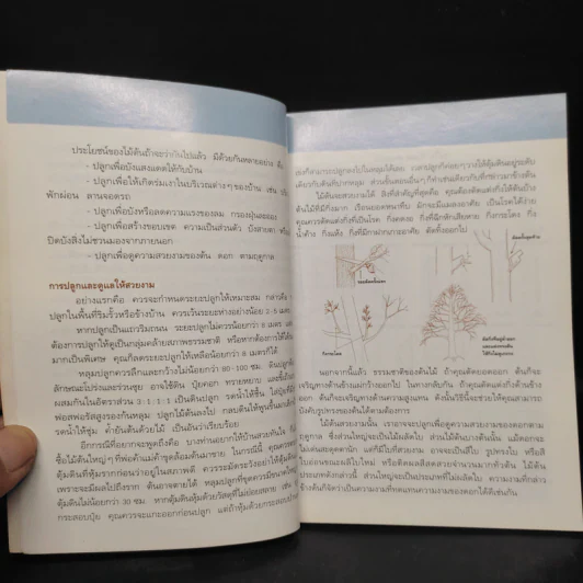 คู่มือคนรักต้นไม้ ไม้ต้นประดับใบ - วชิรพงศ์ หวลบุตตา รูปที่ 6