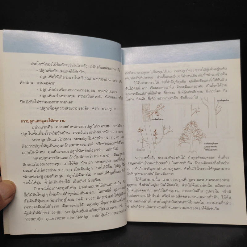 คู่มือคนรักต้นไม้ ไม้ต้นประดับใบ - วชิรพงศ์ หวลบุตตา รูปที่ 6