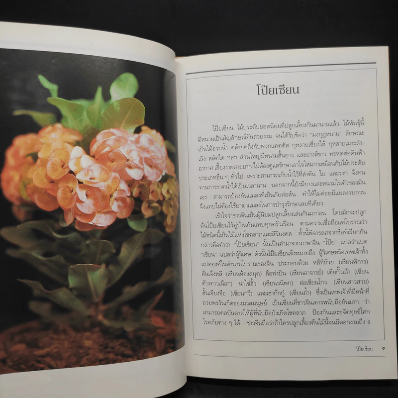 ไม้แห่งโชคลาภ โป๊ยเซียน รูปที่ 6