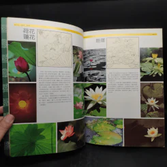 荷之藝 ศิลปะแห่งบัว ภาษาจีน รูปที่ 6