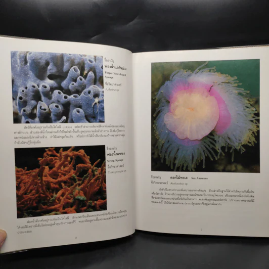 ชุดธรรมชาติศึกษา สารานุกรมพืชและสัตว์ เล่ม 2 รูปที่ 6